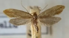 Voní rostlin, které děsí krtek